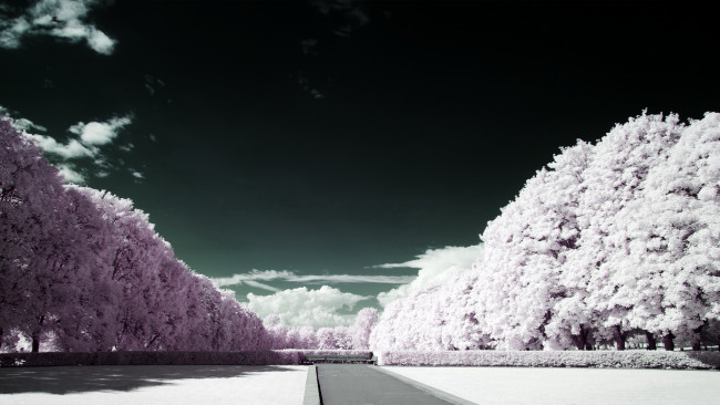 Обои картинки фото природа, зима, снег, деревья, облака
