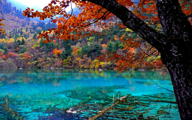 Обои картинки фото forest, lake, природа, реки, озера, озеро, лес, листья, горы