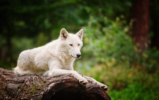 Обои картинки фото животные, волки, волк, размытость, белый