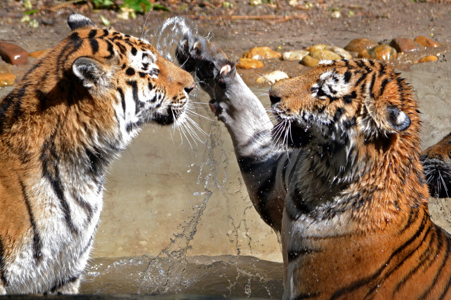 Обои картинки фото two, tigers, животные, тигры, вода
