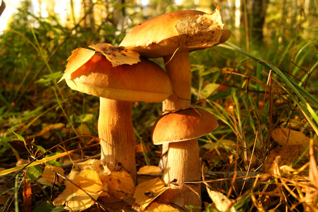 Обои картинки фото природа, грибы, листва, флора
