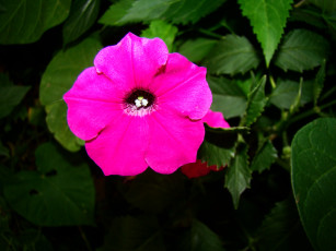 Картинка цветы петунии калибрахоа