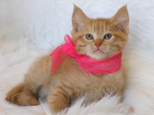 Картинка животные коты рыжий котёнок лента