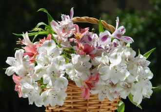 Картинка цветы альстромерия корзинка