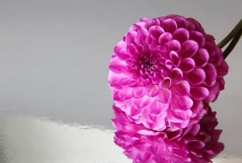 Картинка цветы георгины малиновая георгина