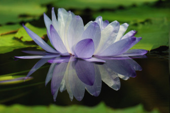 Картинка цветы лилии водяные нимфеи кувшинки сиреневый отражение
