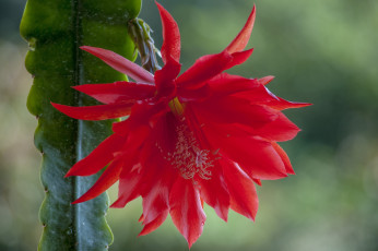 Картинка цветы кактусы красный