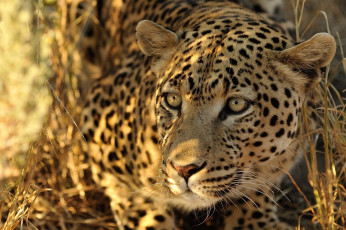 Картинка животные леопарды дикая кошка хищник морда