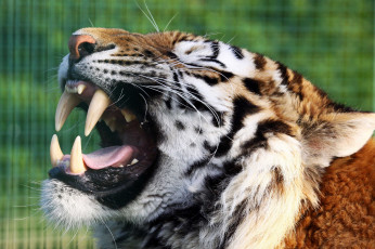 Картинка животные тигры тигр морда пасть клыки