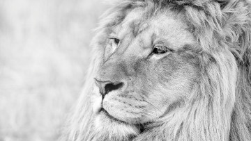 Картинка животные львы лев голова грива