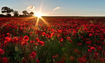 Картинка природа восходы закаты солнце маки цветы поле