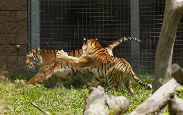 Картинка животные тигры пара игра