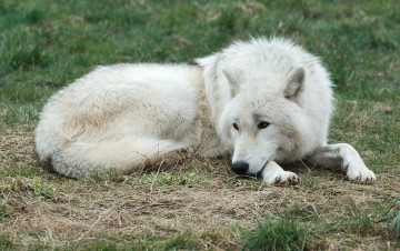 Картинка животные волки арктический волк