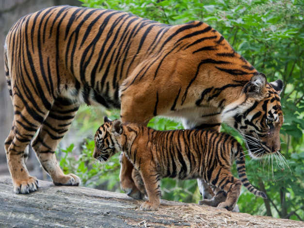 Обои картинки фото животные, тигры, тигрёнок, тигрица, детёныш, котёнок, материнство, бревно