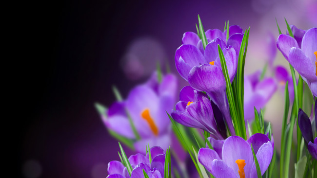 Обои картинки фото цветы, крокусы, фиолетовые