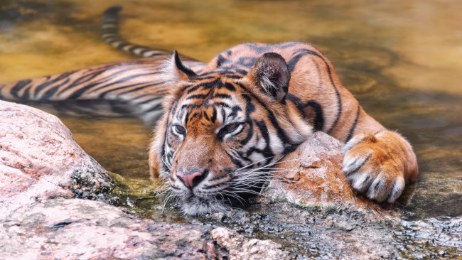 Обои картинки фото животные, тигры, камни, отдых, вода