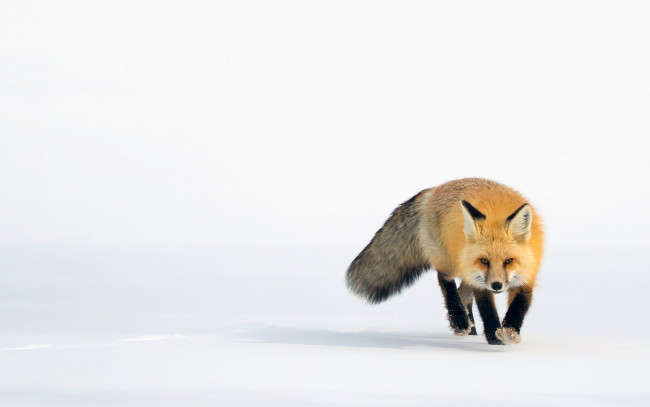 Обои картинки фото животные, лисы, рыжая, снег
