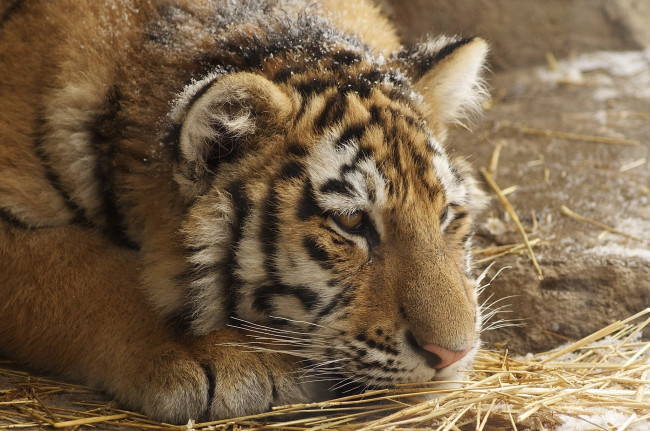 Обои картинки фото животные, тигры, тигренок, амурский, морда, грустный