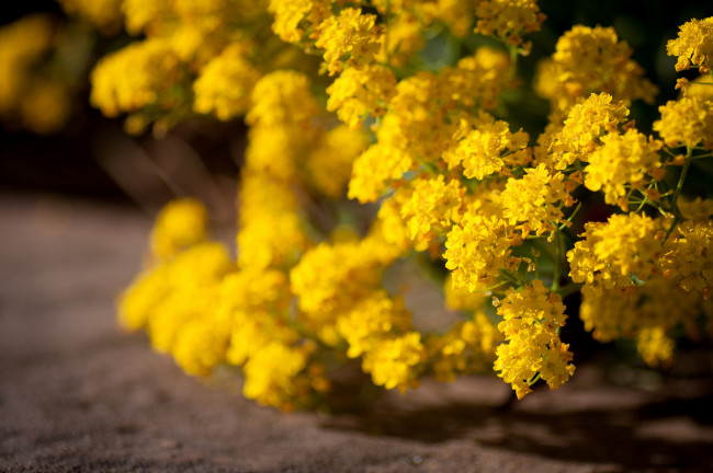 Обои картинки фото цветы, цветущие, деревья, кустарники, желтый
