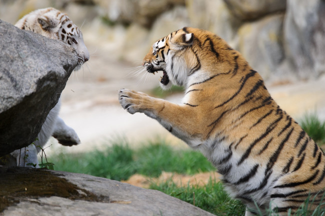 Обои картинки фото животные, тигры, игра, пара