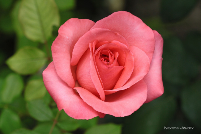 Обои картинки фото цветы, розы, розовый, бутон