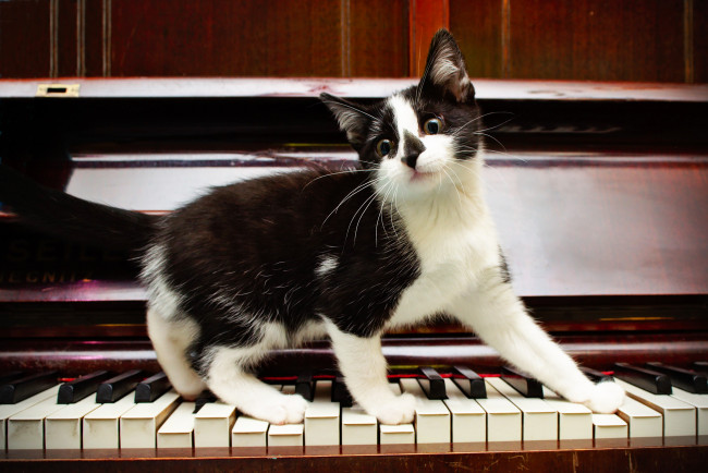 Обои картинки фото животные, коты, клавиши