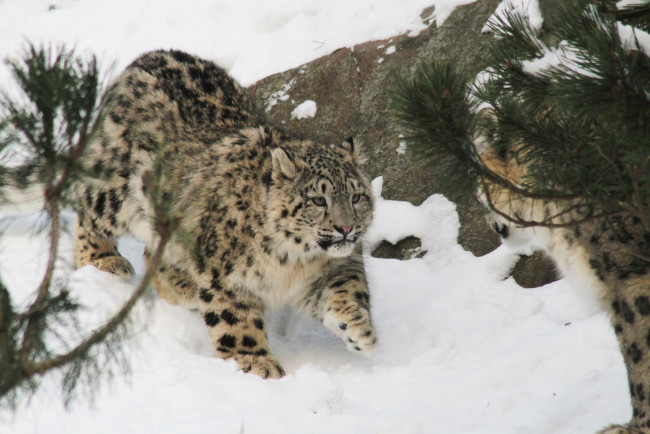 Обои картинки фото животные, снежный, барс, ирбис, детеныш, малыш, снег