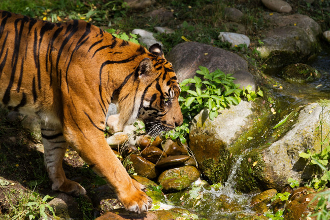 Обои картинки фото животные, тигры, тигр, ручей, камни, прогулка