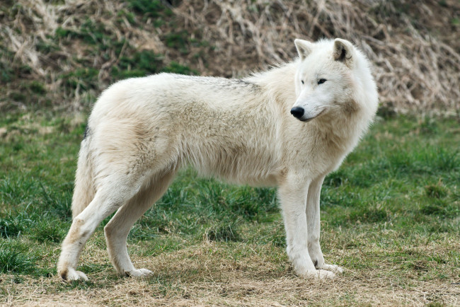 Обои картинки фото животные, волки, арктический, волк