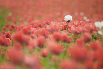 Картинка цветы маки поле лето белый красные