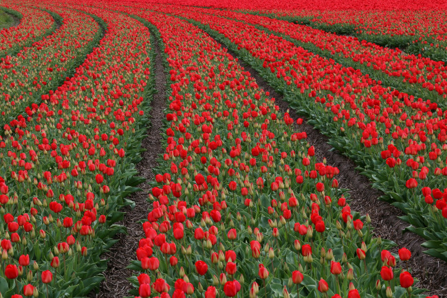Обои картинки фото цветы, тюльпаны, цветение, бутоны, красные, поле, много
