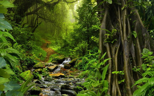 Обои картинки фото природа, лес, jungle, тропики, ручей, джунгли, кусты, мох, тропинка, камни, таиланд, деревья, листва, зелень