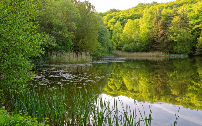 Обои картинки фото природа, реки, озера, отражение, камыши, деревья, кусты, берег, вода, зелень, лето, трава, река