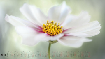 Картинка календари цветы белый цвет