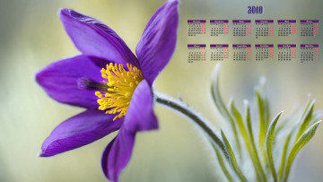 обоя календари, цветы, лепестки