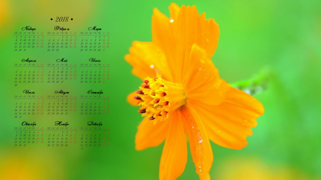 Обои картинки фото календари, цветы, оранжевый, цвет