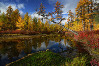 Картинка природа реки озера максим евдокимов ручей неведомый колыма деревья