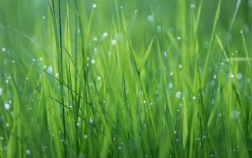 Картинка природа макро трава капли роса