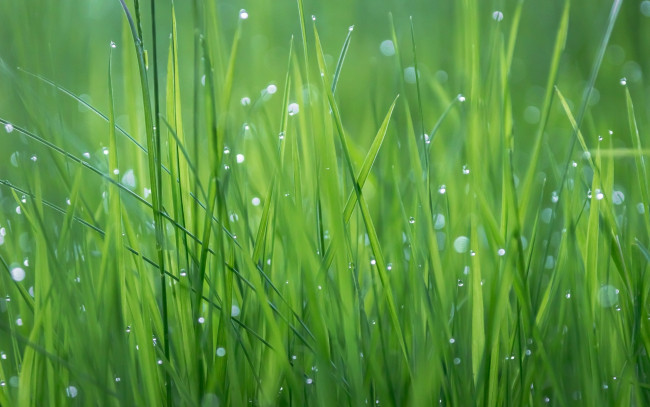 Обои картинки фото природа, макро, трава, капли, роса
