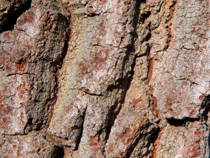 Картинка разное текстуры дерево кора
