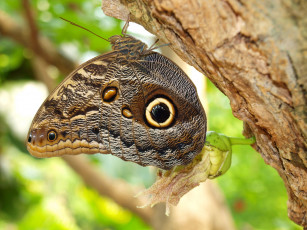 Картинка животные бабочки совиный глаз
