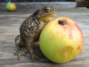 Картинка животные лягушки яблоко
