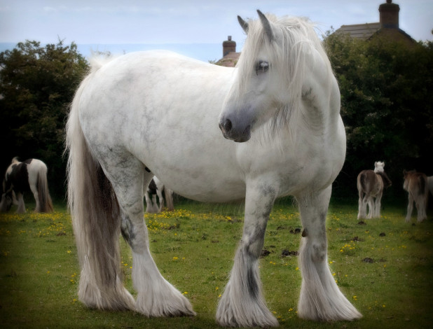 Обои картинки фото животные, лошади, мохнатый, грива, белый