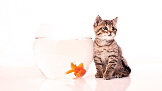 Обои картинки фото животные, разные, вместе, рыбка, аквариум, котенок