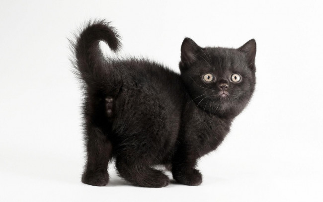 Обои картинки фото животные, коты, чёрный, котёнок