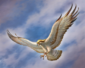 Картинка рисованные животные птицы орлы сокол небо крылья
