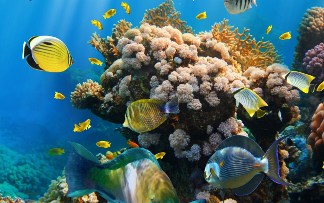 Обои картинки фото животные, рыбы, океан, кораллы
