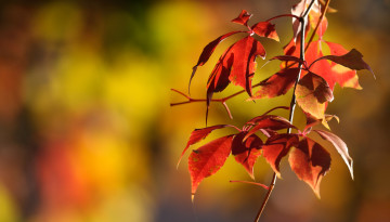 Картинка природа листья осень дерево ветка