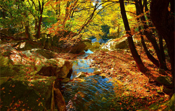 Картинка природа реки озера flow leaves forest colors autumn fall осень лес ручей листва поток