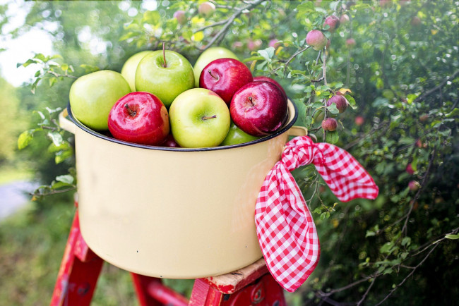 Обои картинки фото еда, яблоки, сад, кастрюля, платок
